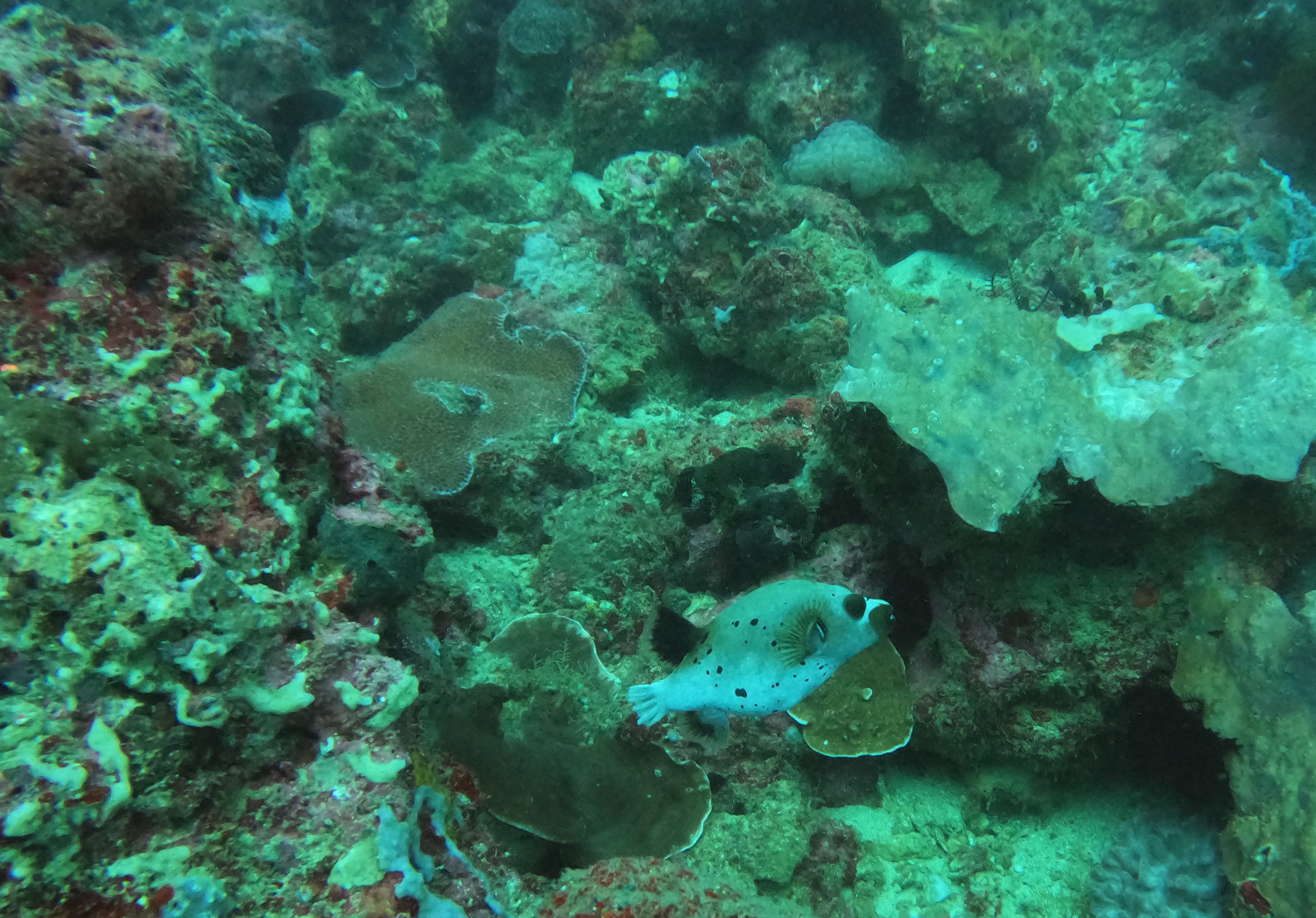 Kilima Wall photo 2