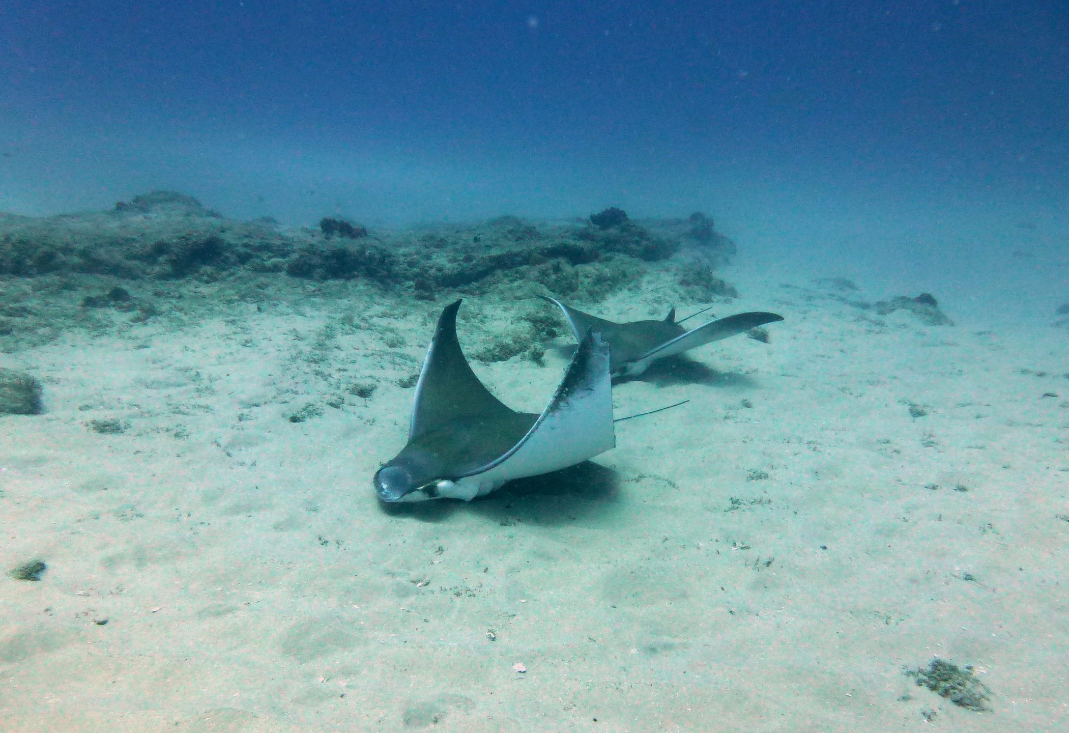 Two Mile Reef photo 2