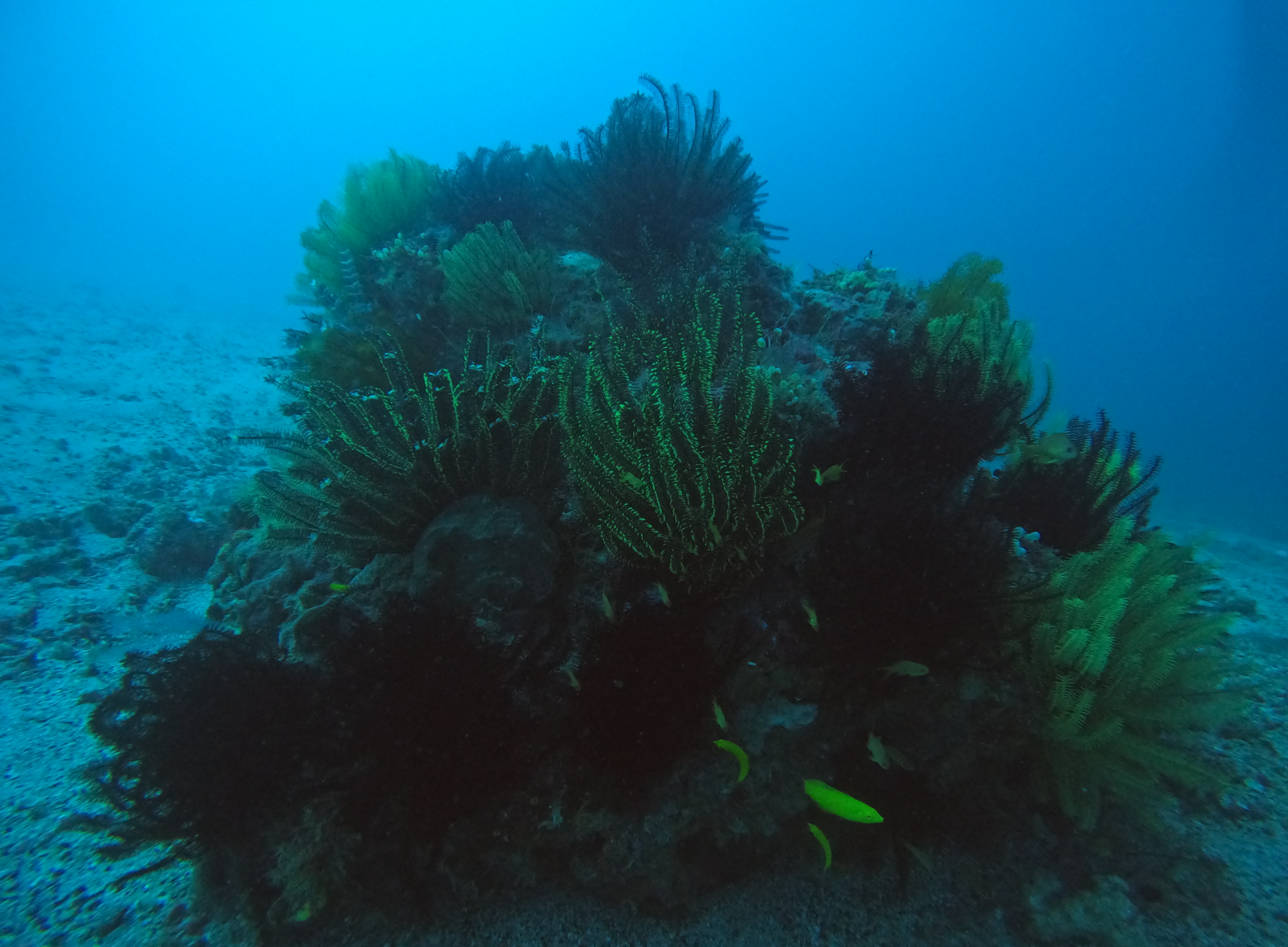 Fantasea Reef photo 2
