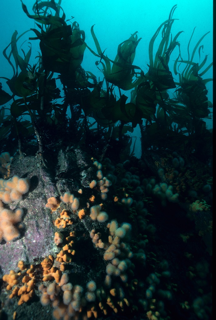 THE INNER REEF: 18-33mts photo 3