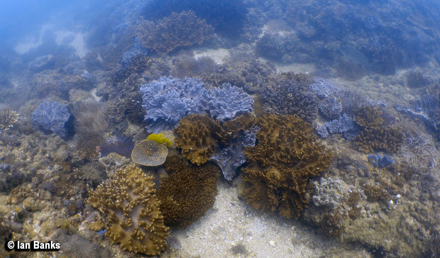 Palm Beach Reef photo 9
