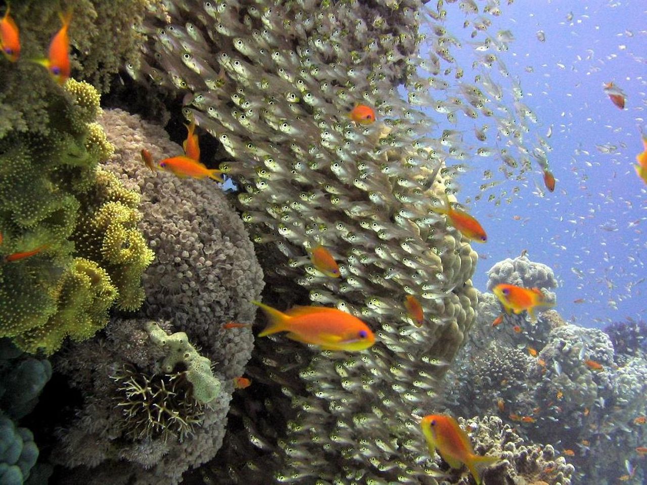 Siyul Kebira