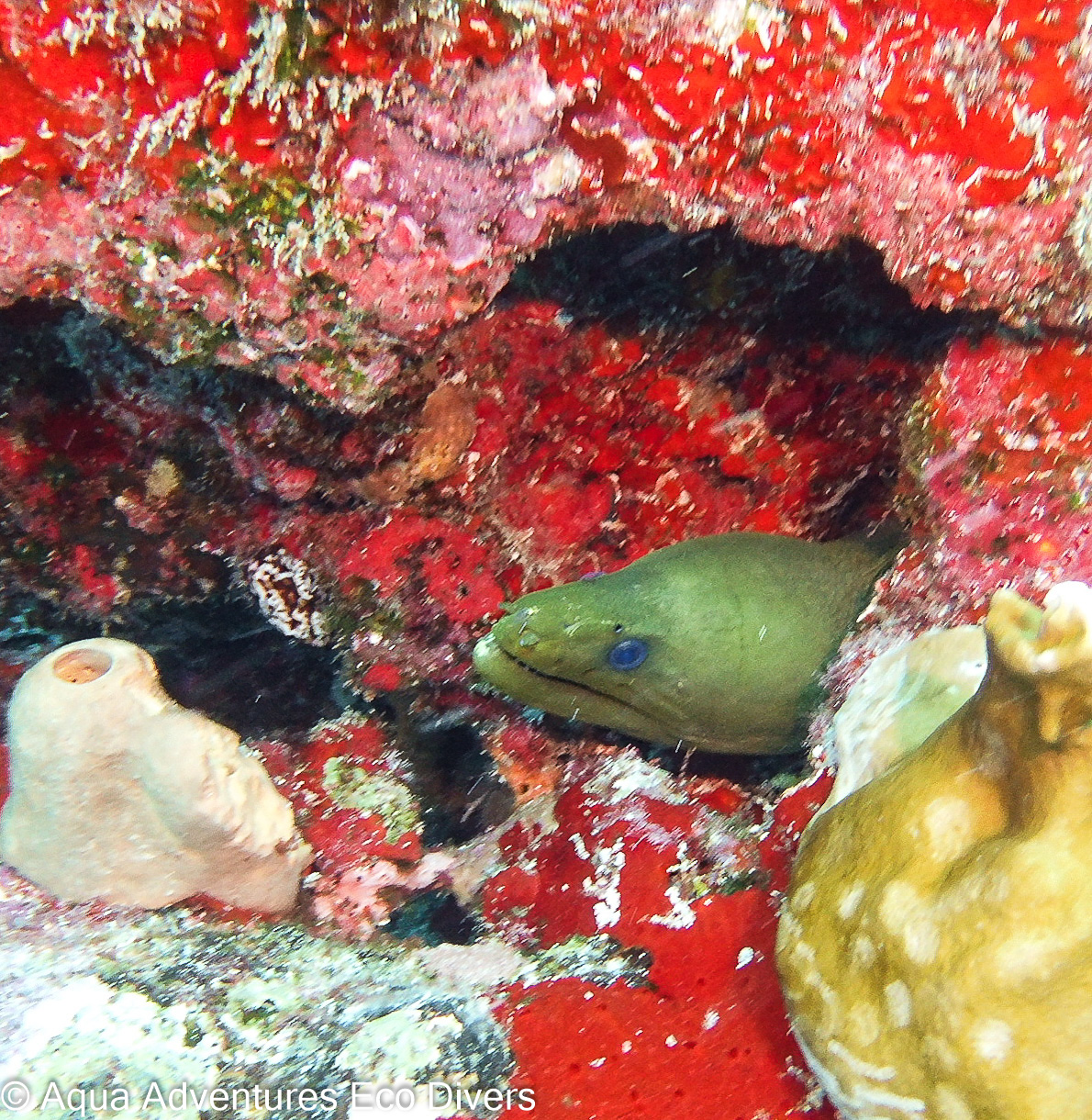 C58 photo 3