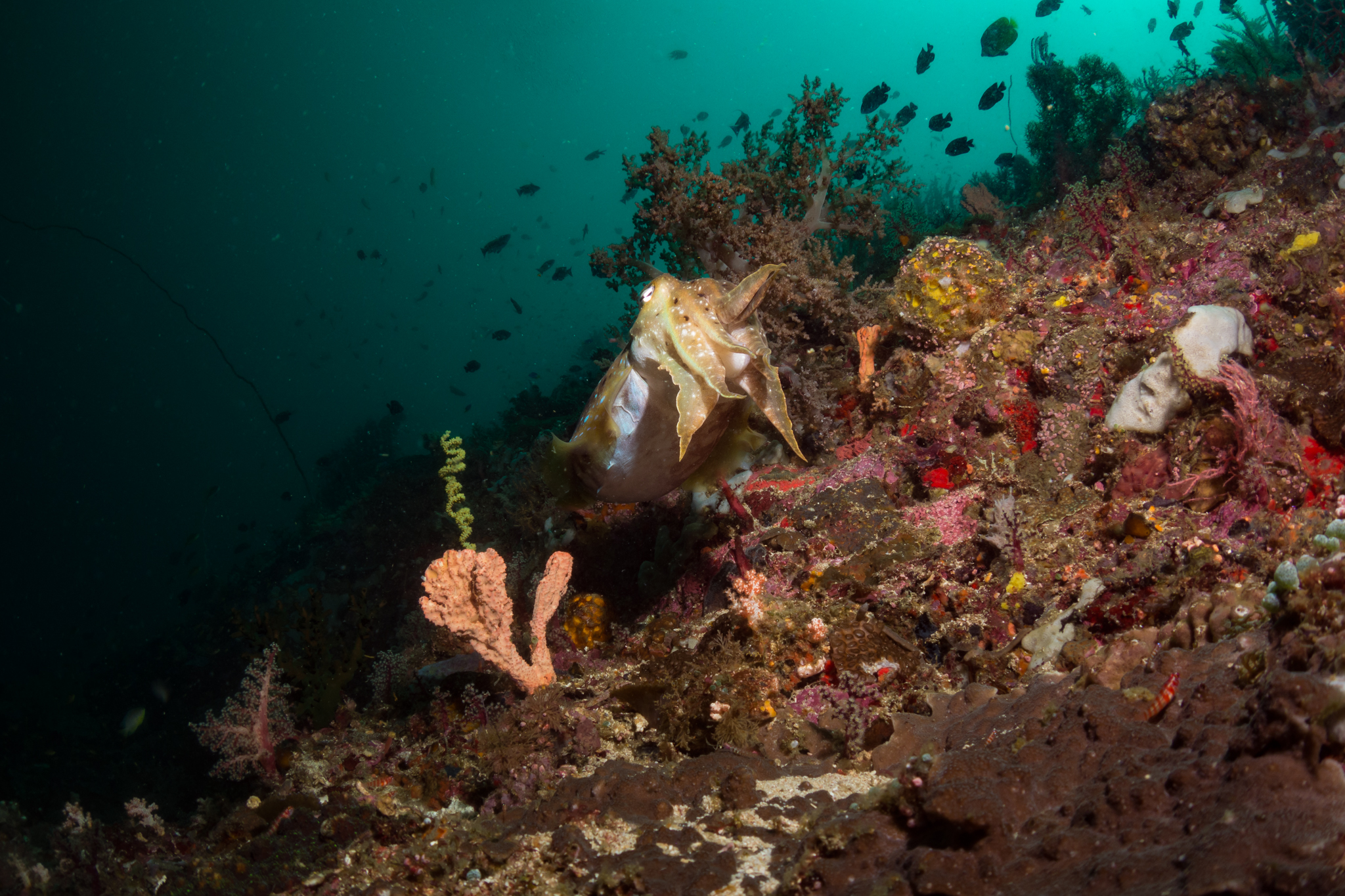 Lungsodaan MPA photo 6