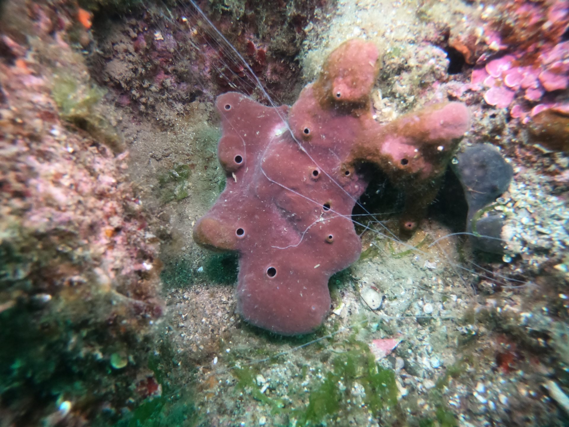 Limni reef 2 photo 3