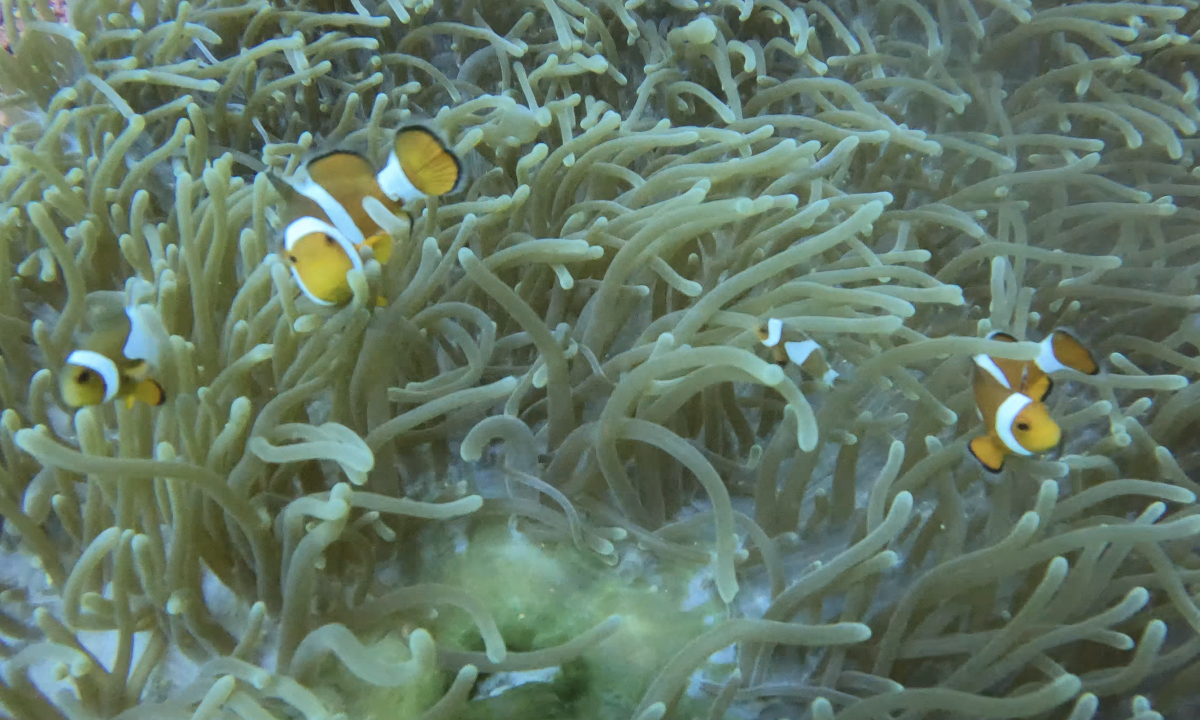 Atoll
