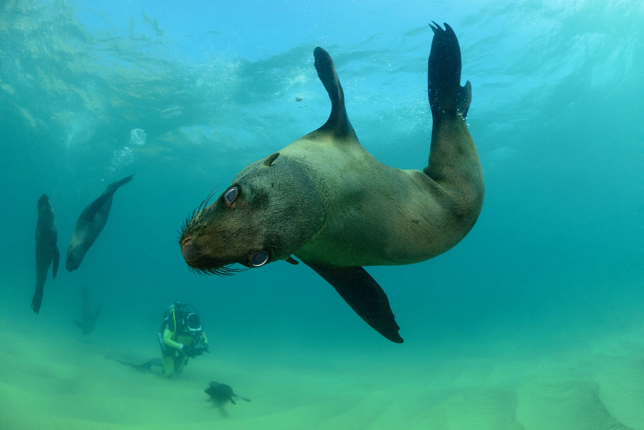 Seal Dive photo 3