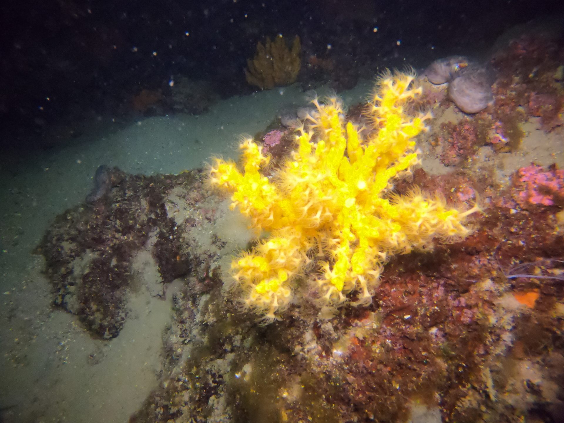 Taxiarxis reef photo 11