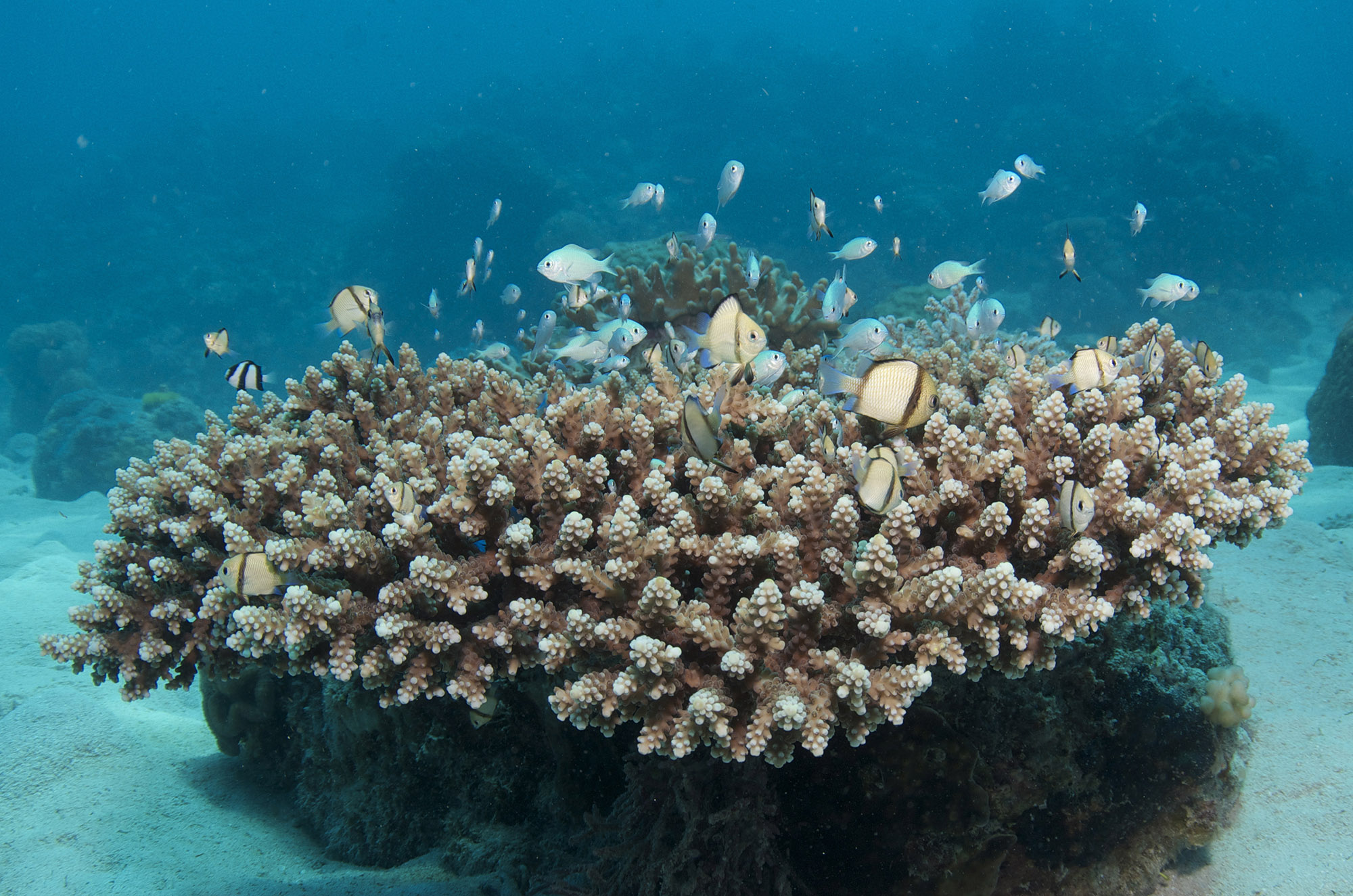 Hastings Reef photo 3