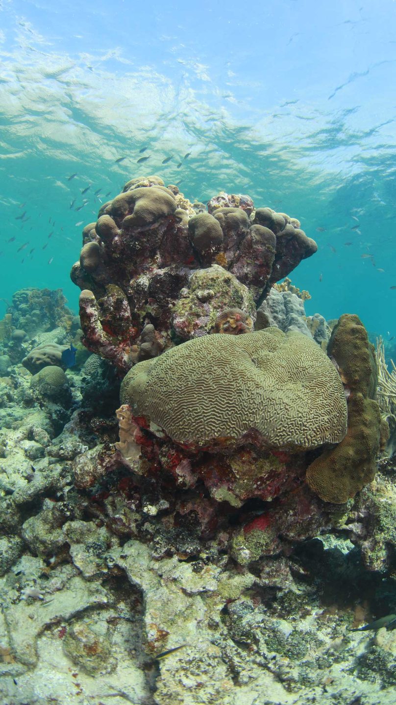 Atlantis (Scubaçao House reef) photo 2