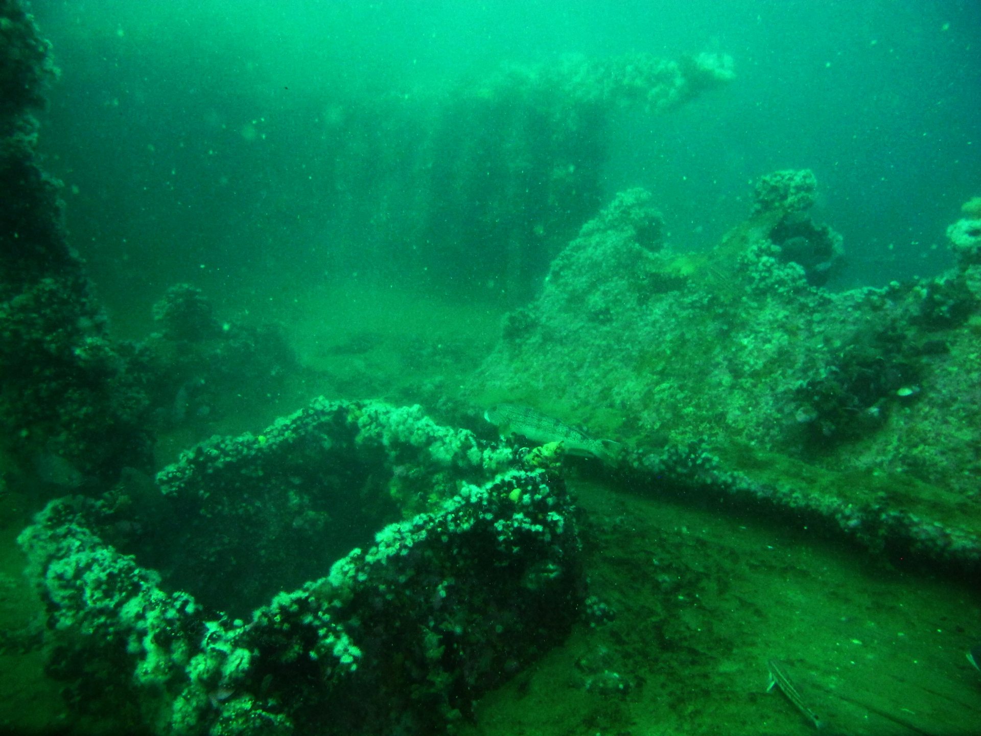 Hundimiento Albatros