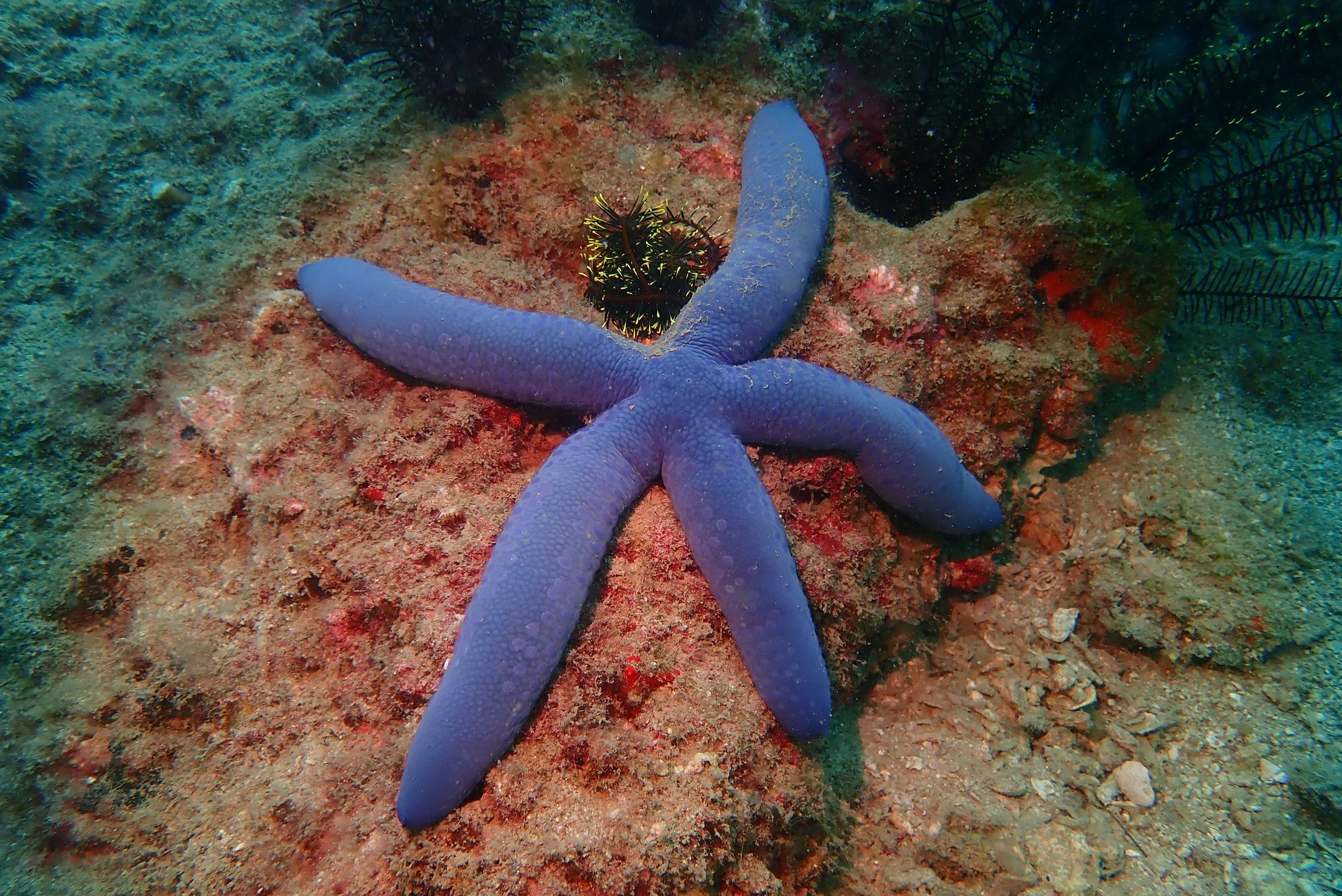 百福湾 photo 13