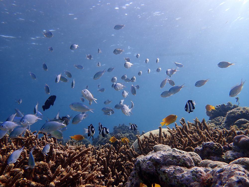 Neptune´s House Reef
