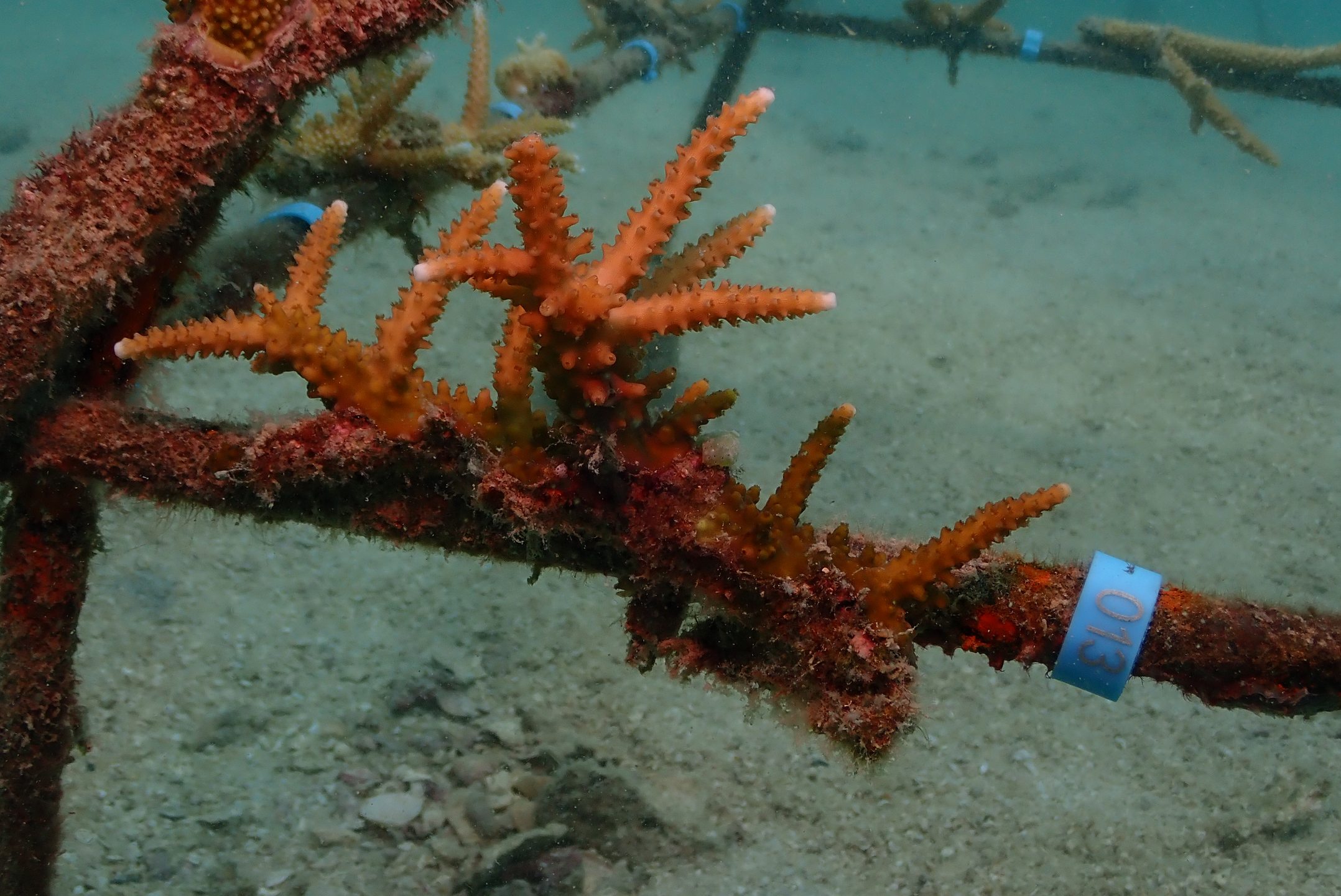 AlotMeant - Coral Restoration Project photo 9