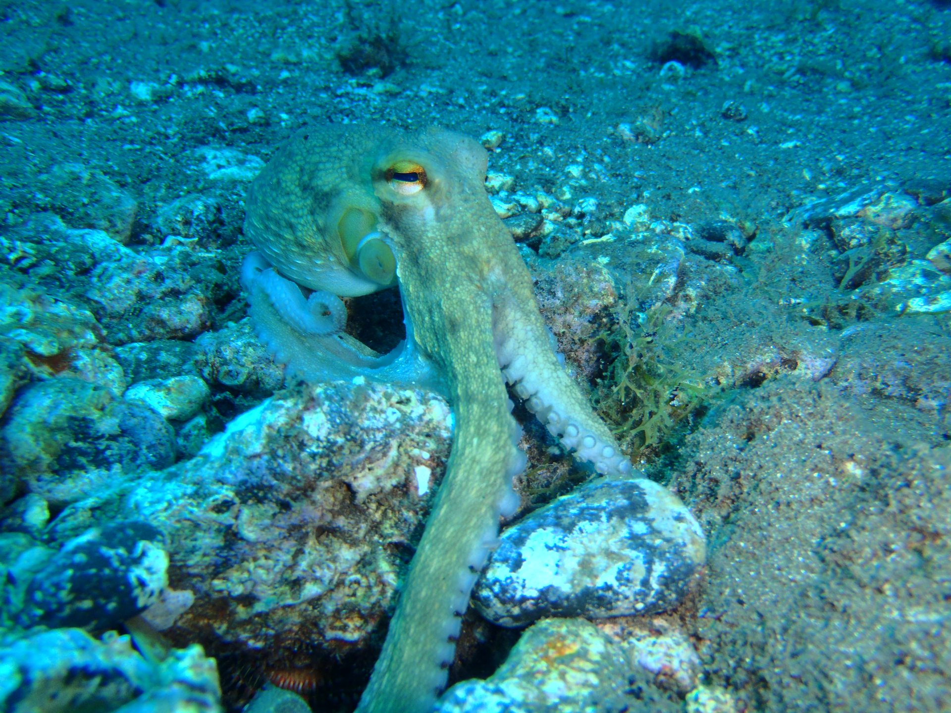 Radazul photo 2