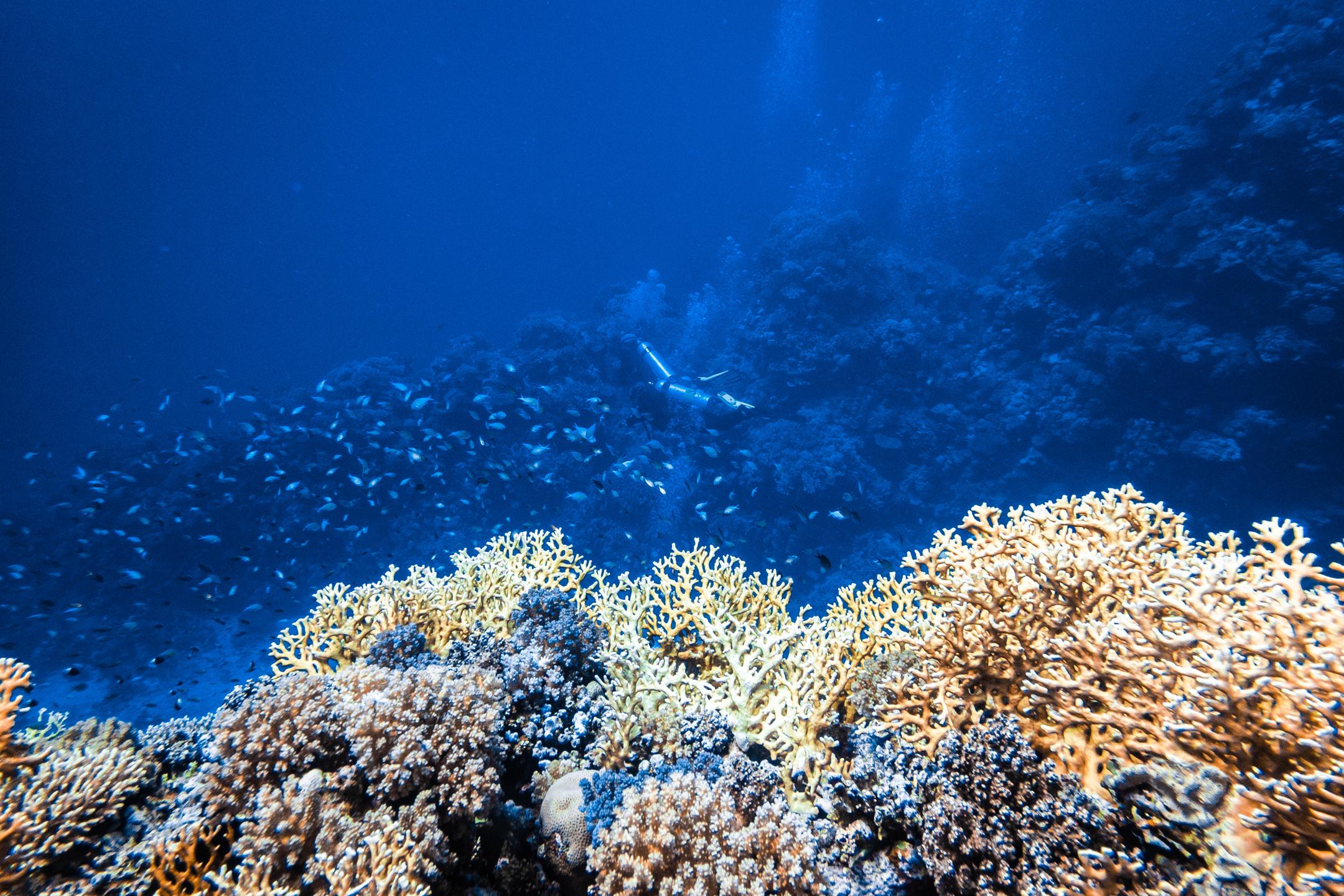Um Halhala Divesite photo 11
