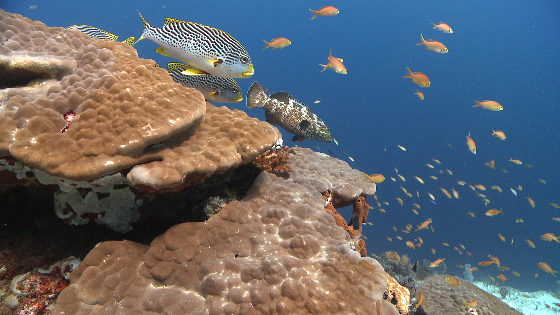 Hilutungan Island Marine Sanctuary photo 2