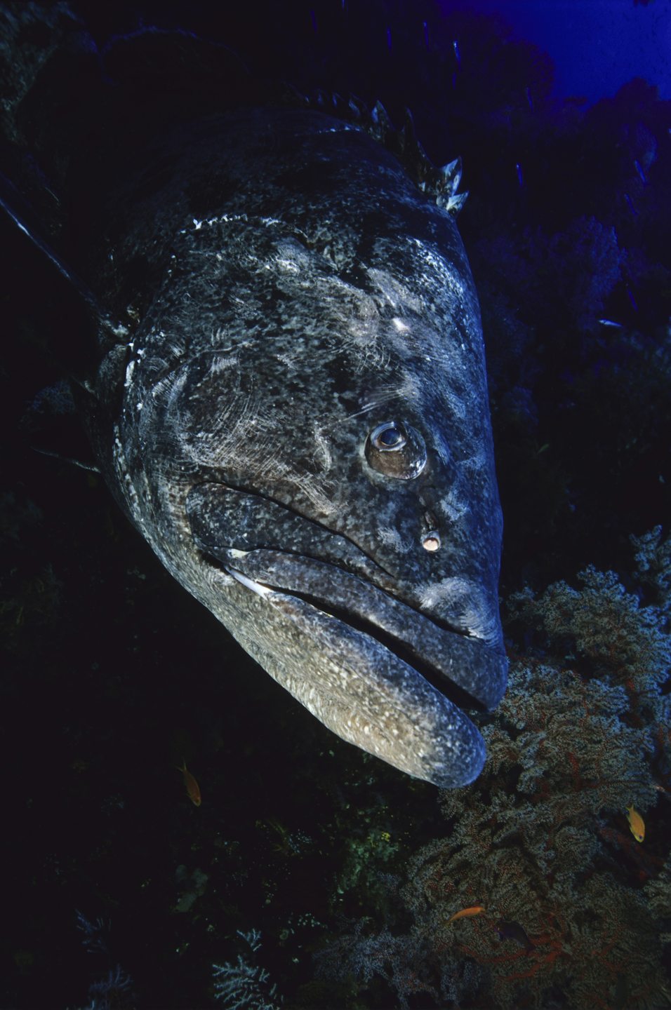 The Cod Hole photo 2