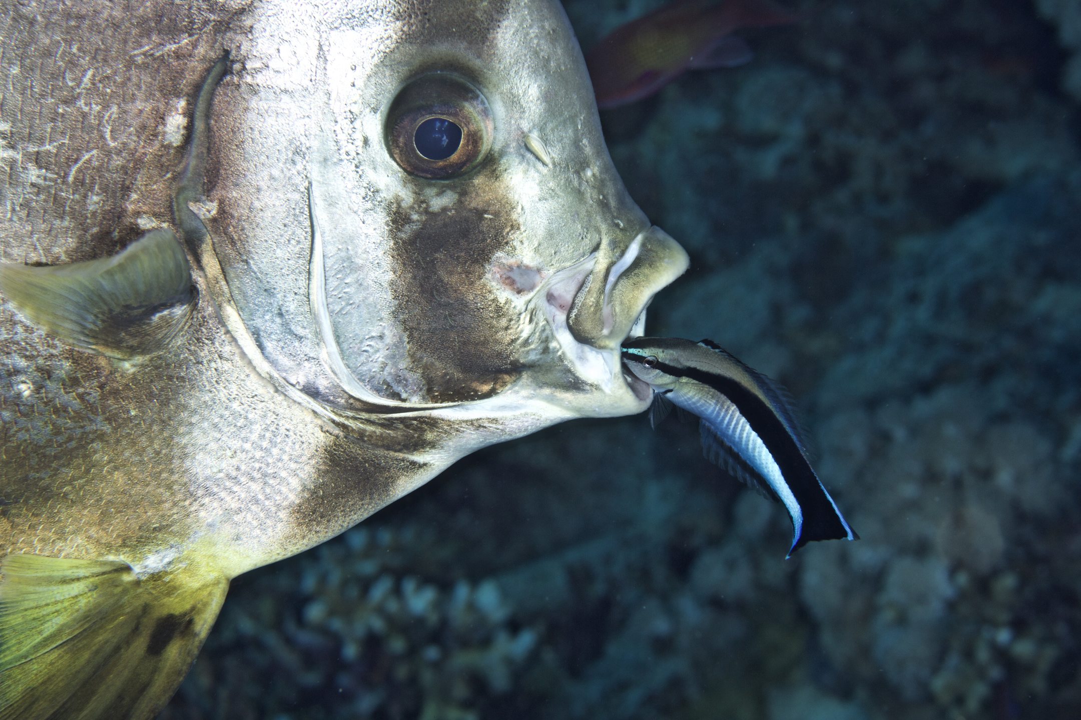 Shark & Yolanda Reef - Ras Mohammed photo 2