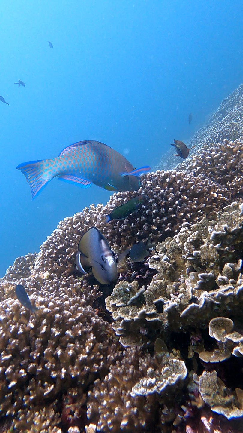 Pipi Beach photo 5