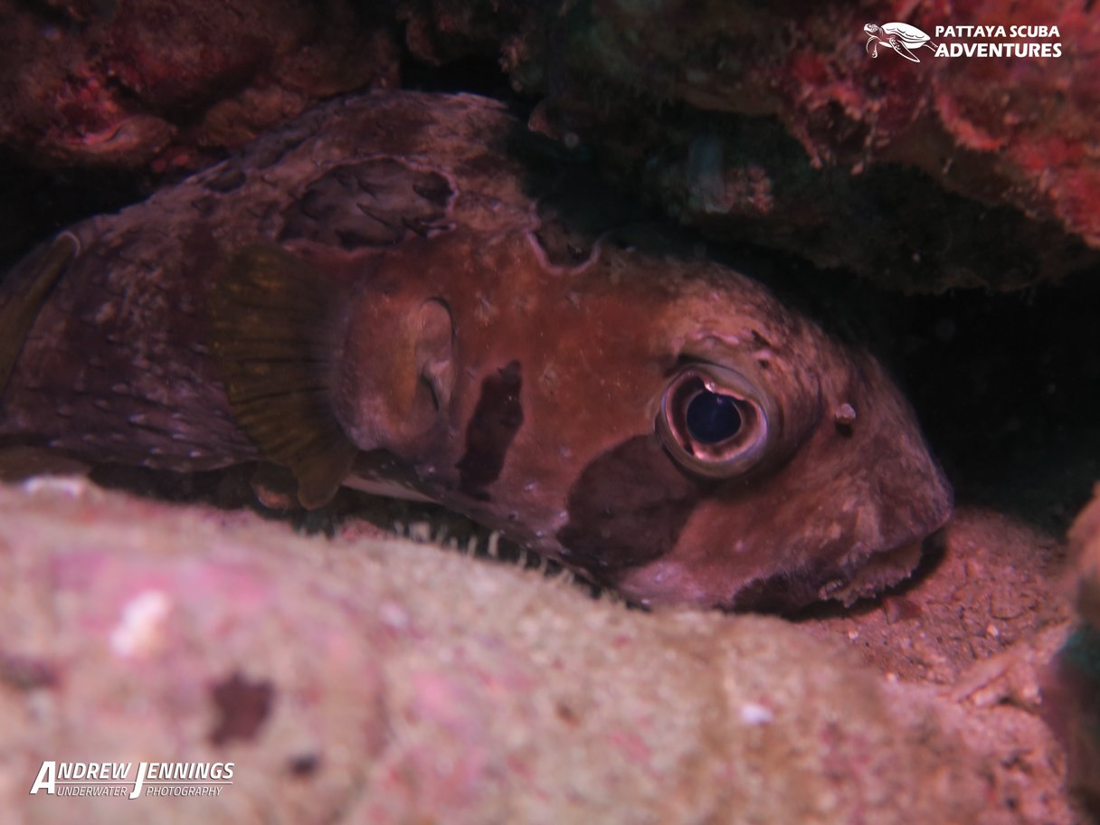 South point - Koh Larn photo 3