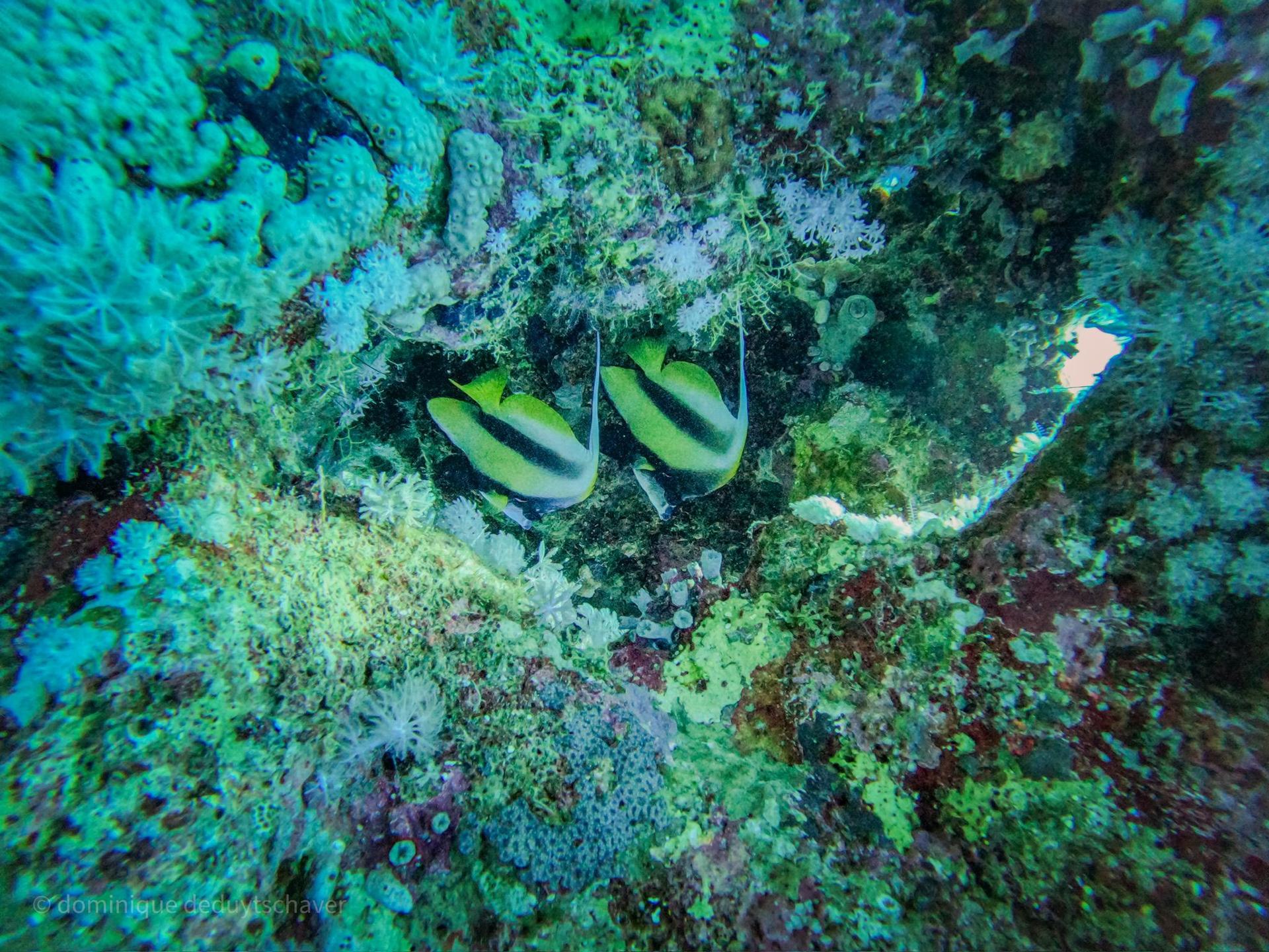 yolanda house reef photo 4