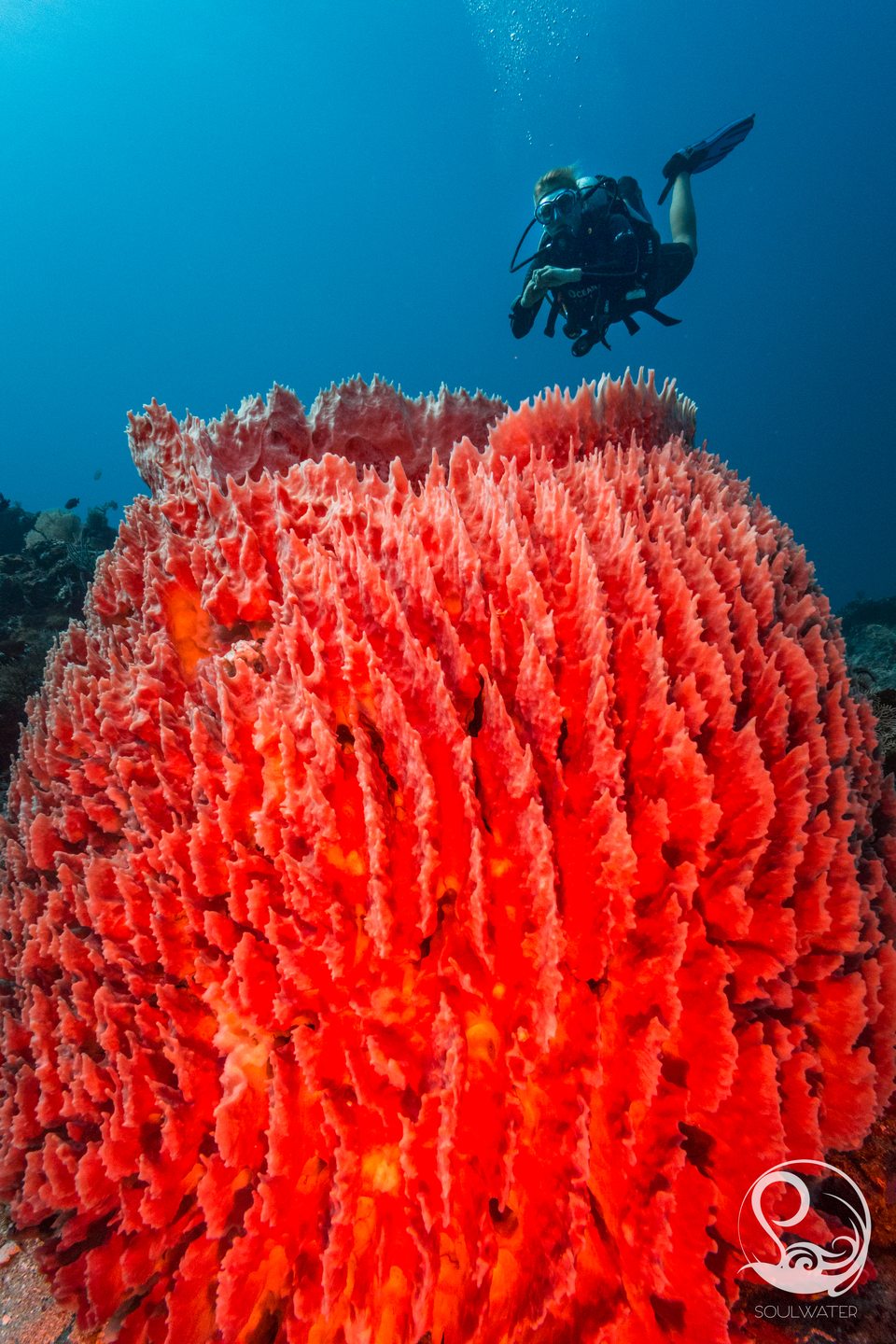 Simon's Reef photo 3