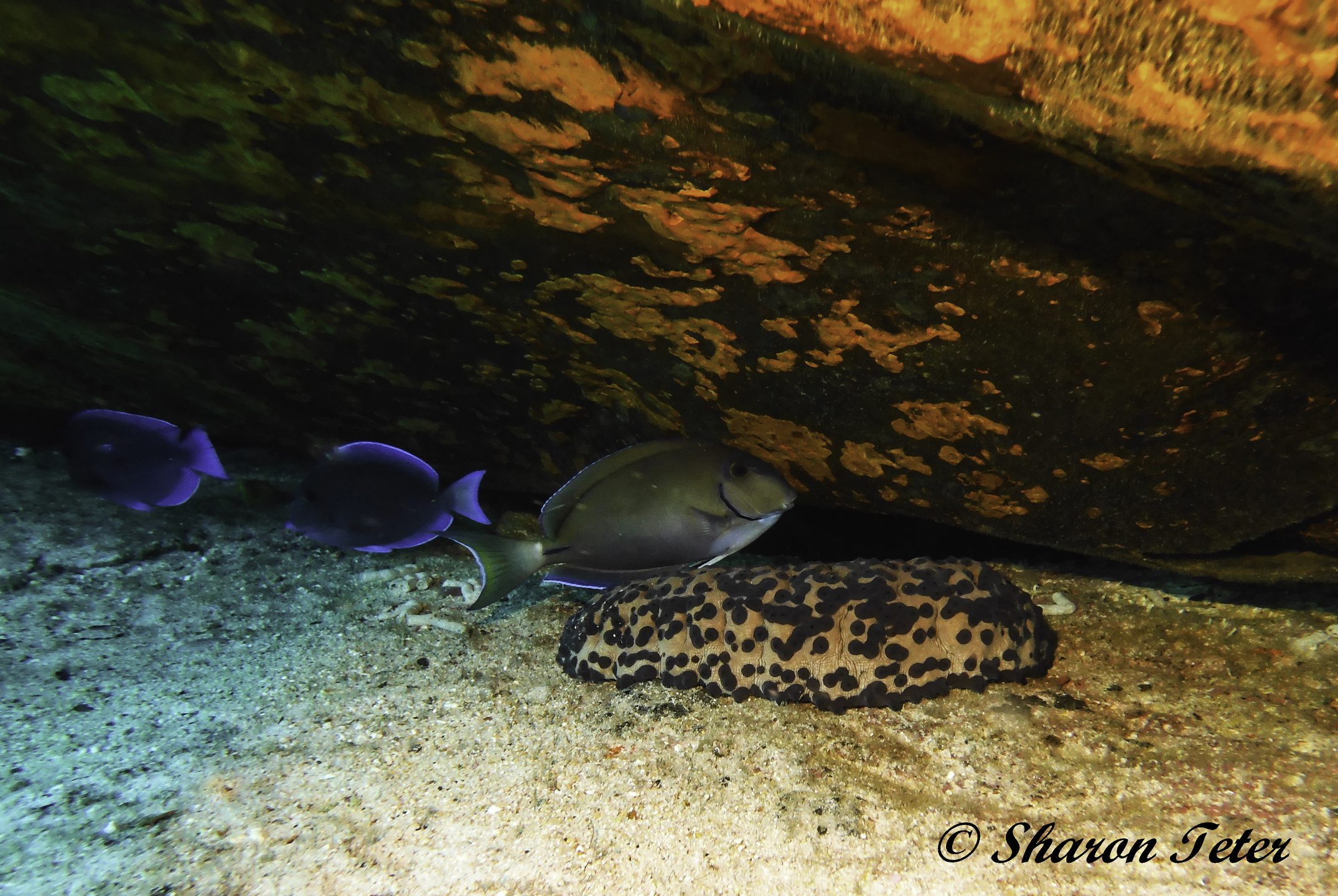 C58 photo 6