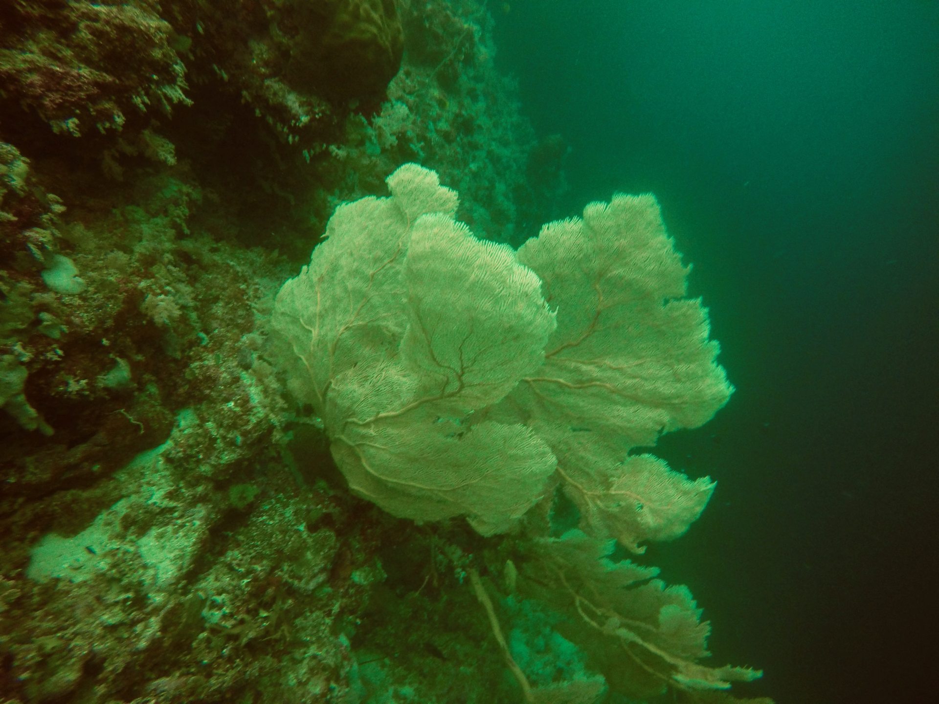 Areu Passage Inner Reef Wall