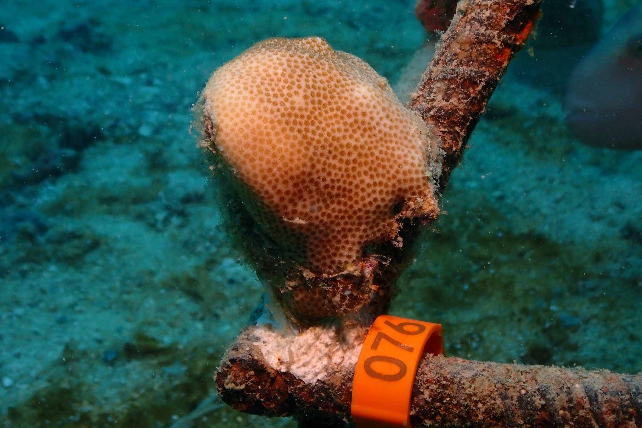 AlotMeant - Coral Restoration Project photo 8