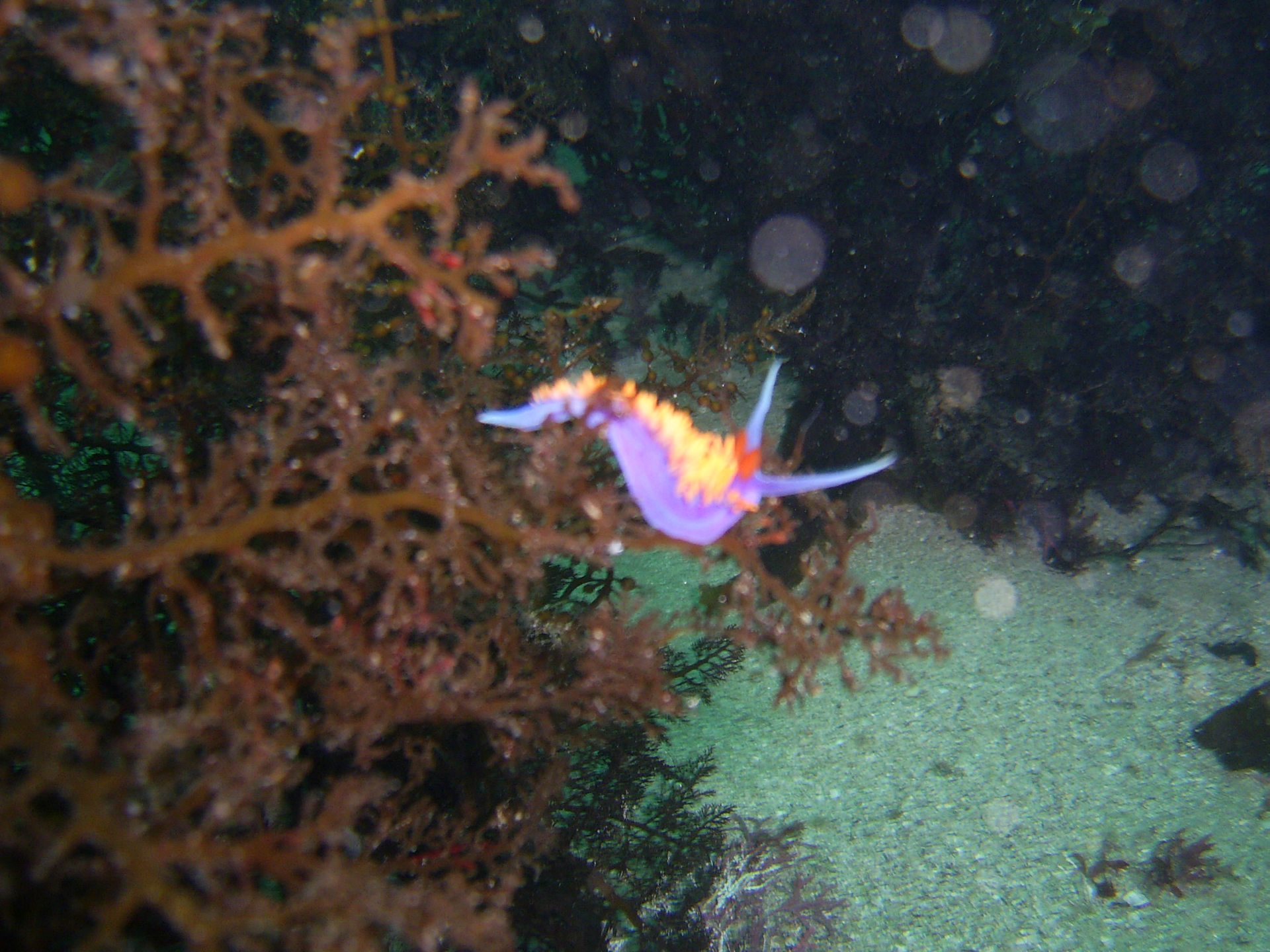 Numerous Monterey and Carmel Bay sites photo 4