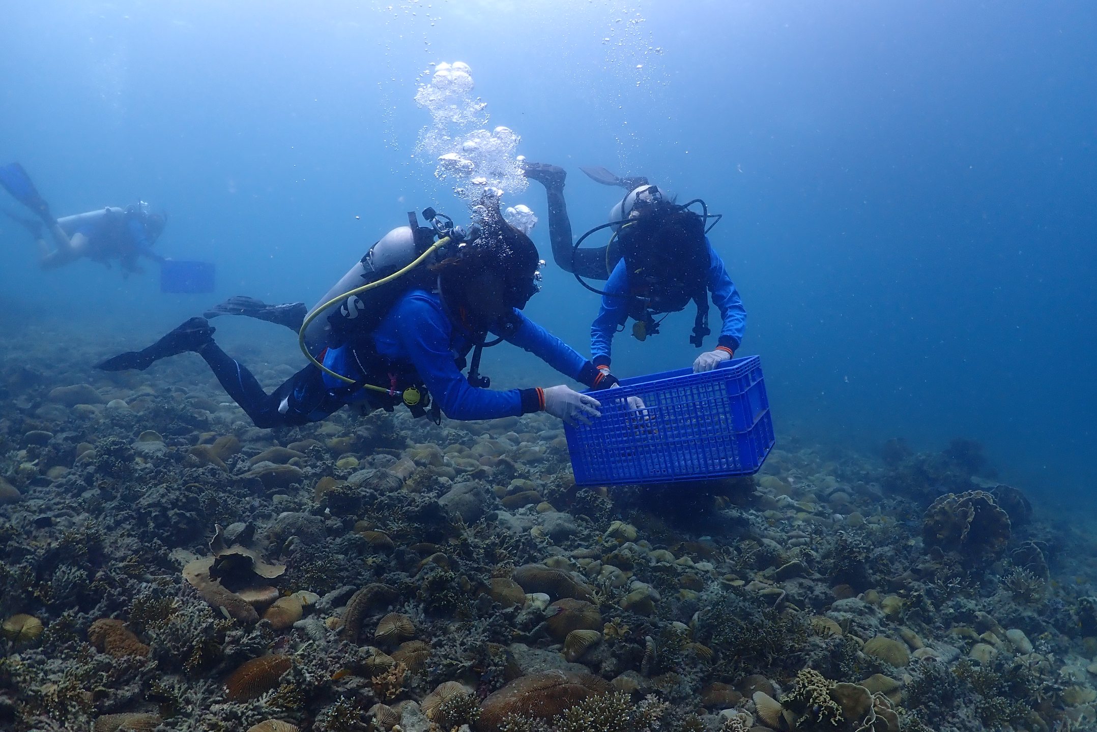 AlotMeant - Coral Restoration Project photo 5