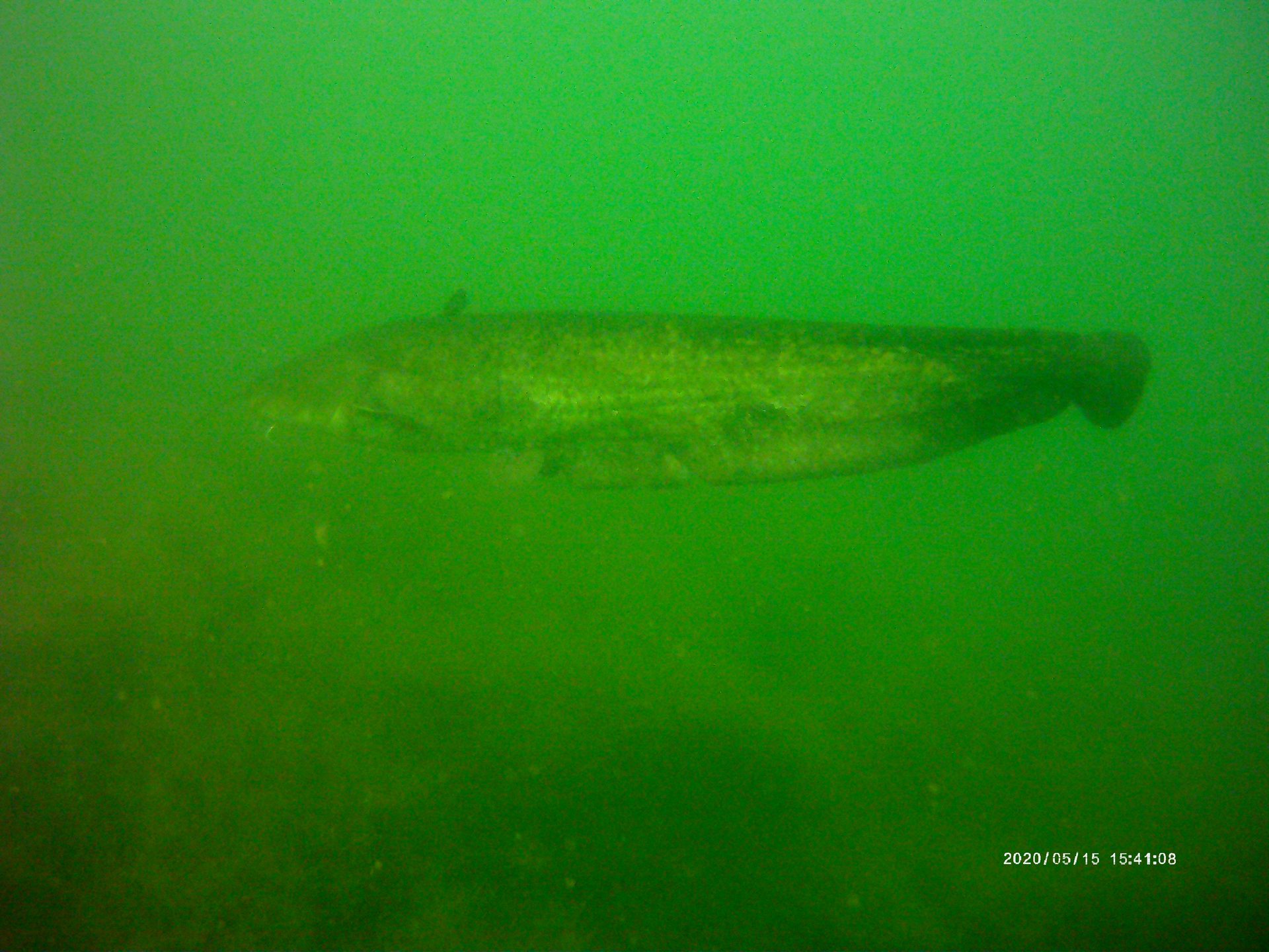 Vogelstang photo 3
