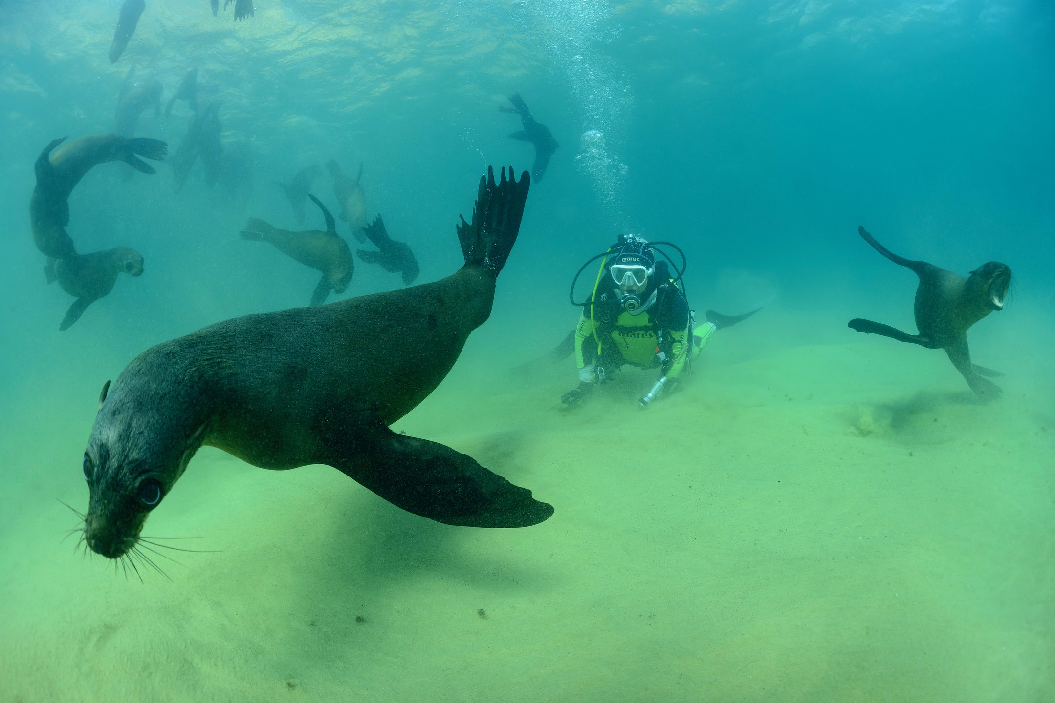 Seal Dive