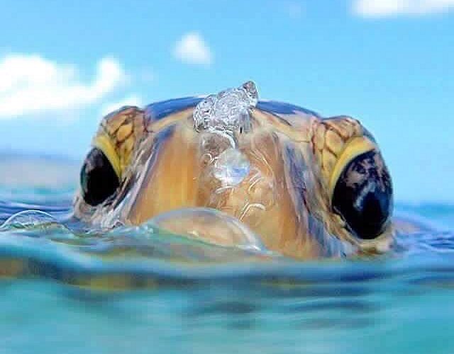 Ustory housereef