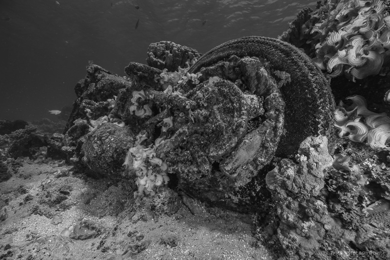 Harley Reef