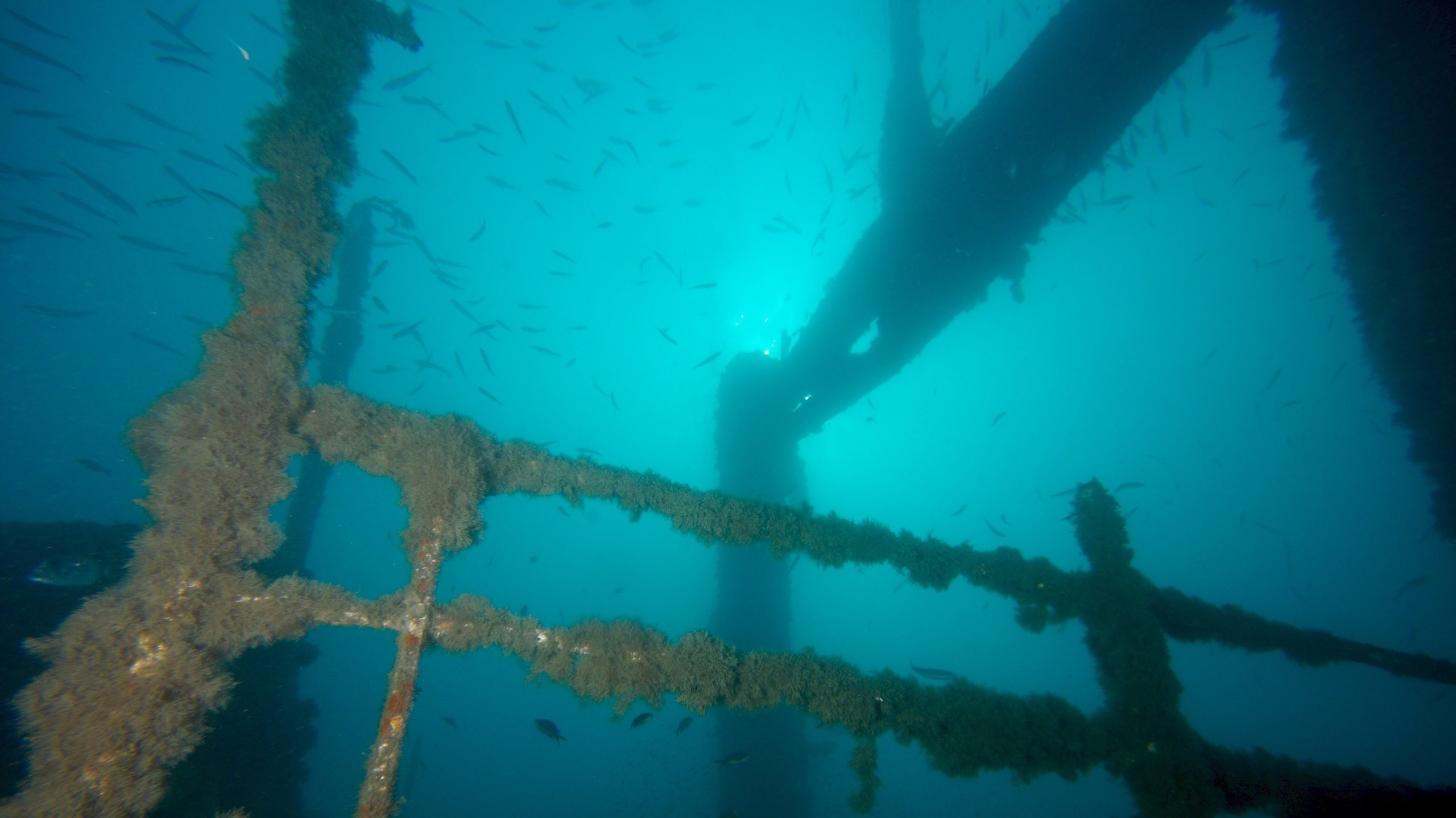 Shipwreck Peltastis photo 4