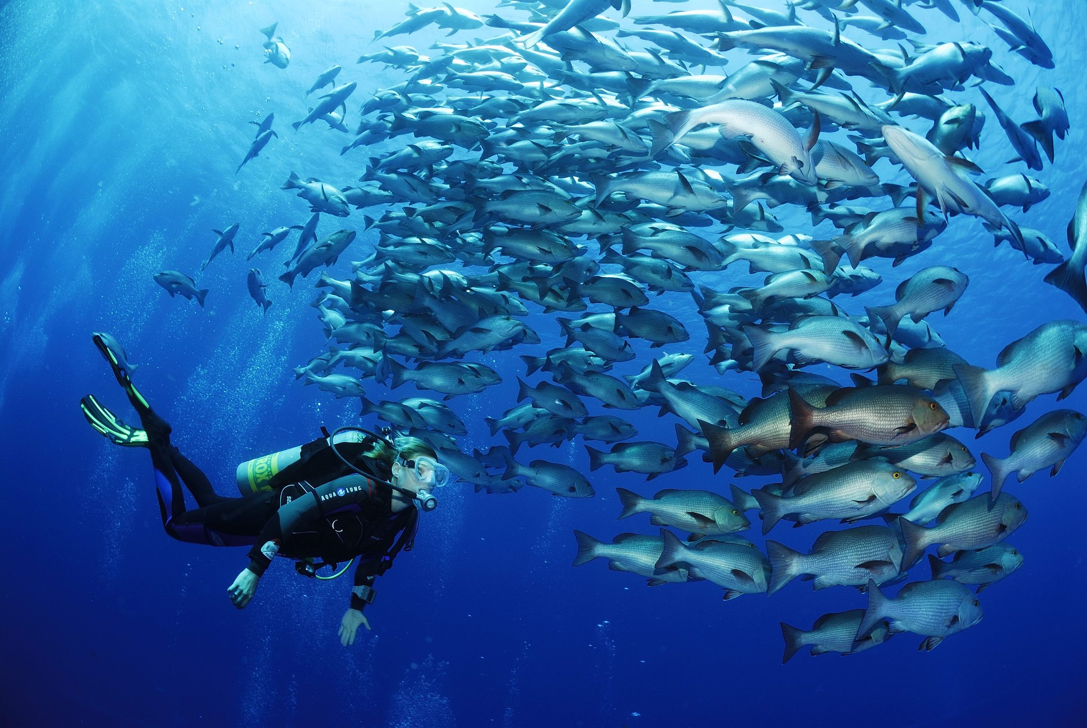 Shark & Yolanda Reef - Ras Mohammed