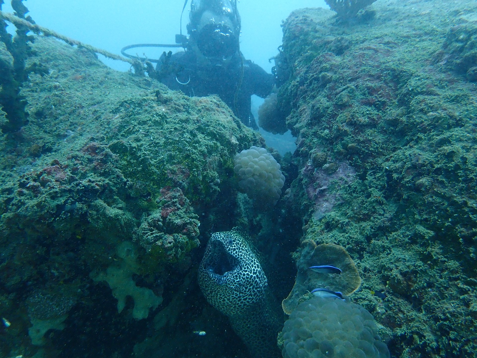 Navy Island photo 3