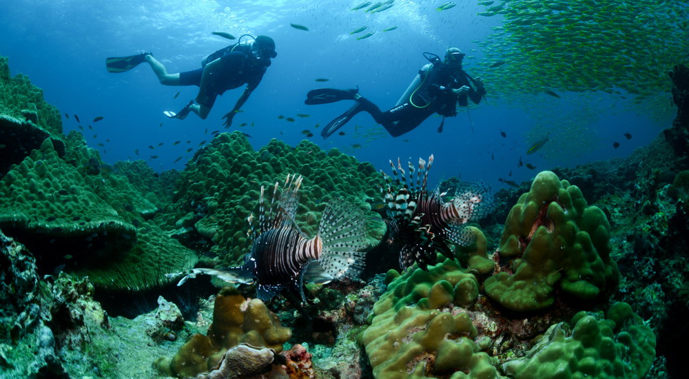 Hin Bida Reef photo 4