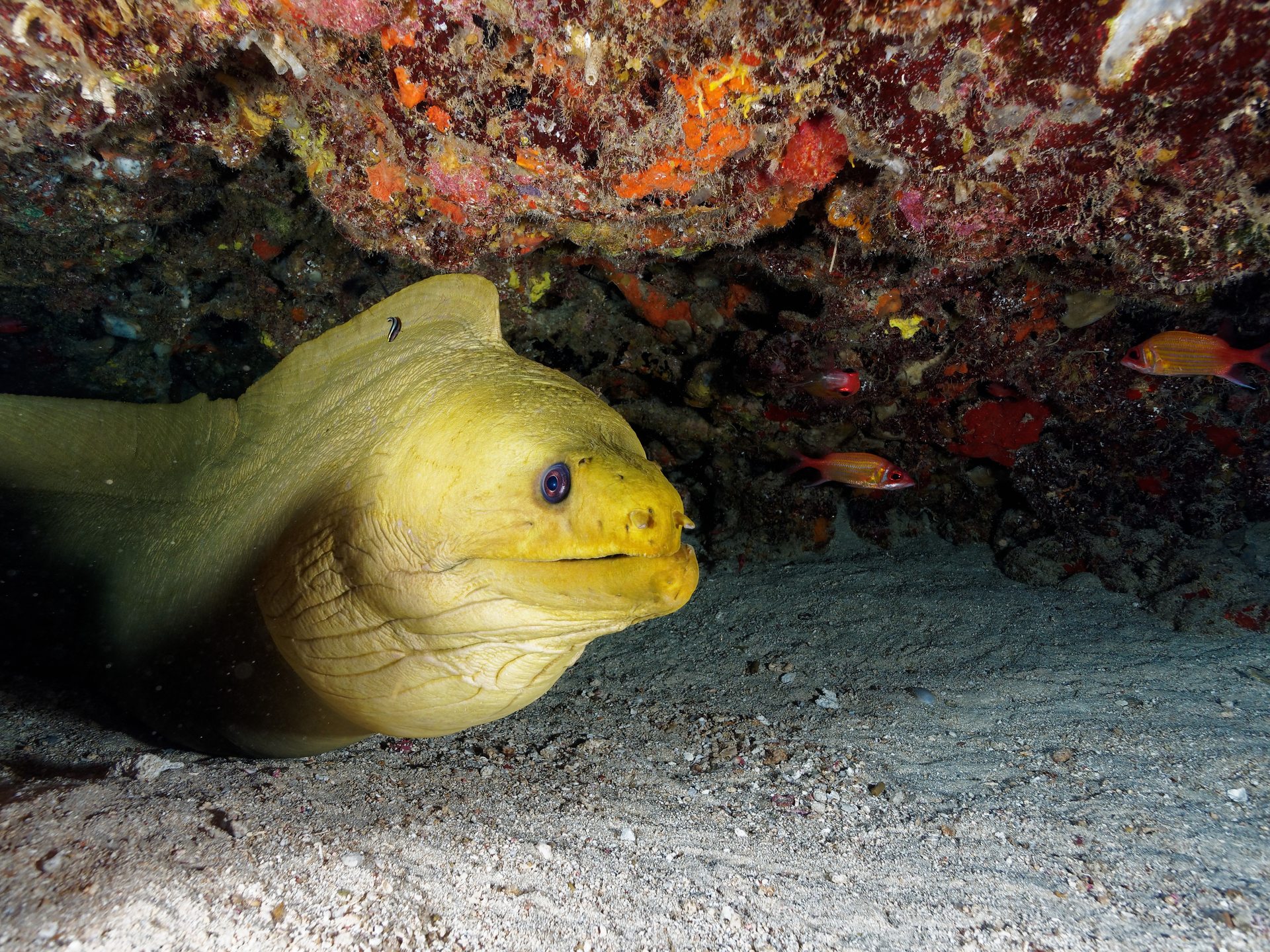 Reserve Cousteau North wall photo 9