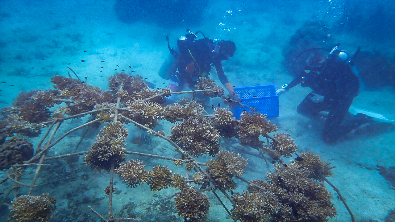 AlotMeant - Coral Restoration Project photo 3