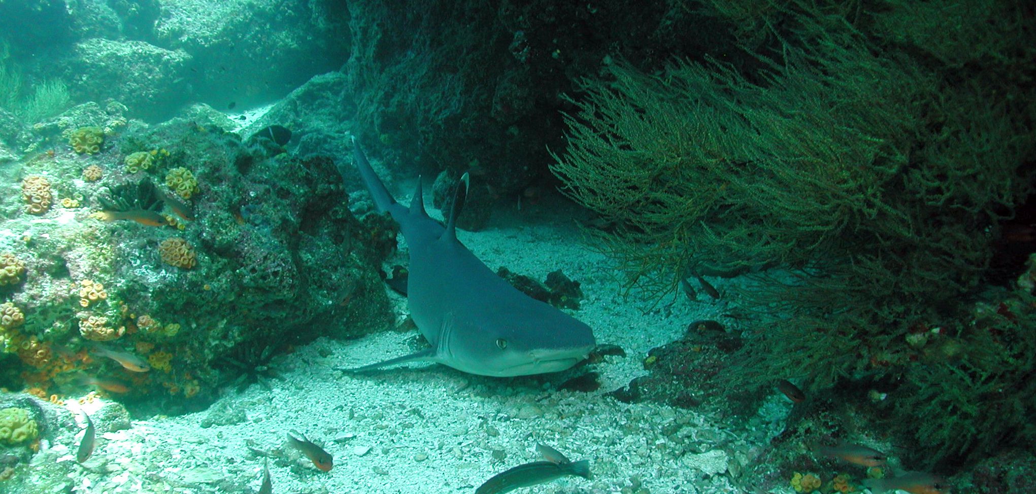 Floreana photo 3