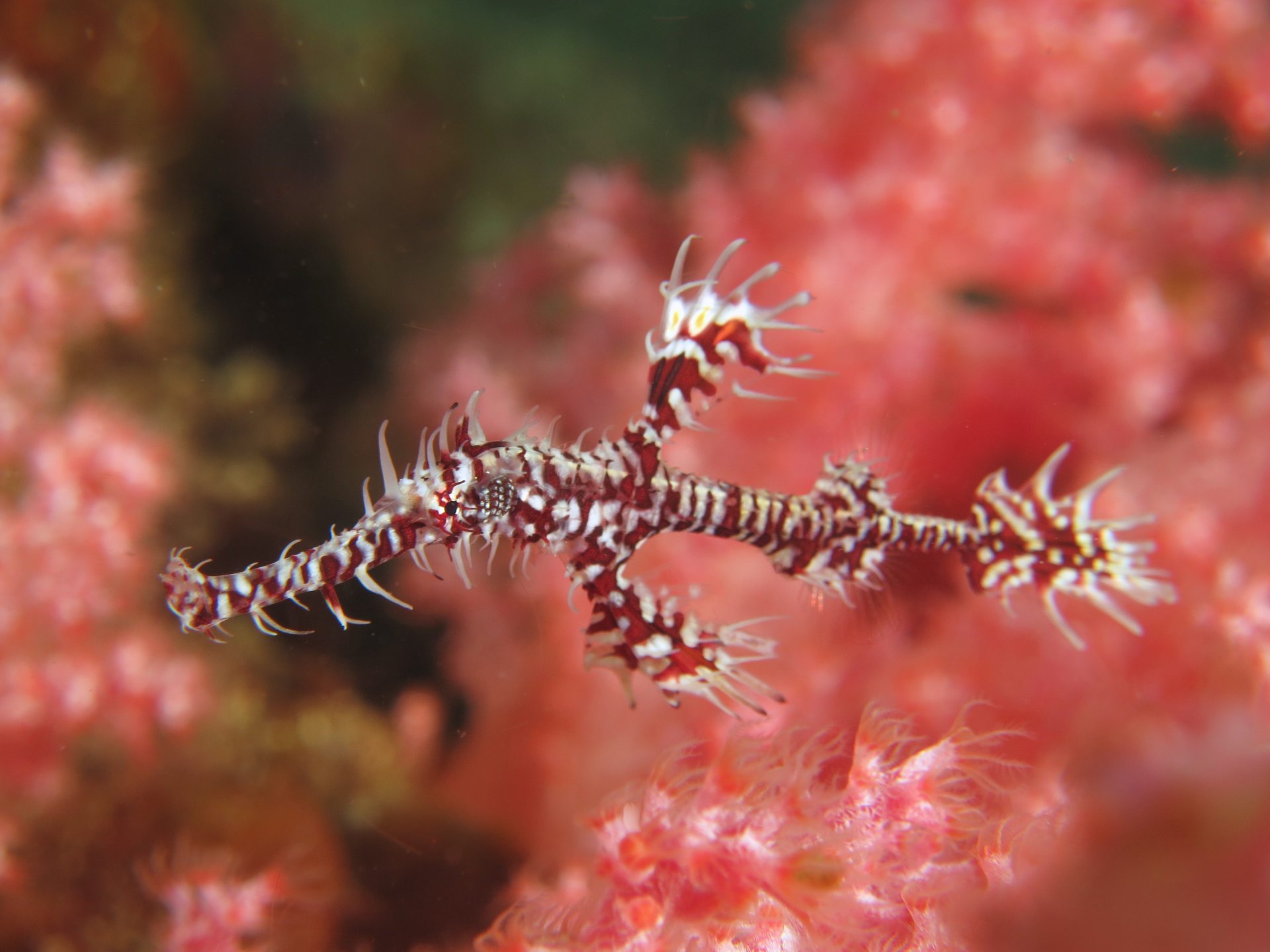 Leopard Reef