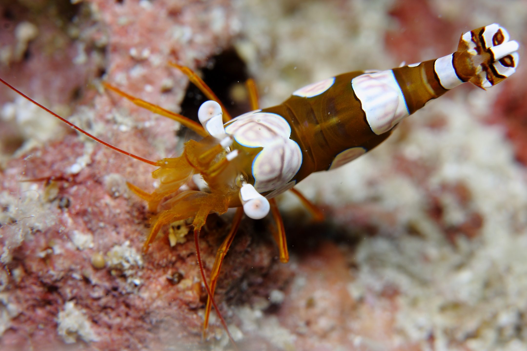 Bintang Reef, Pulau Seribu, Jakarta photo 5