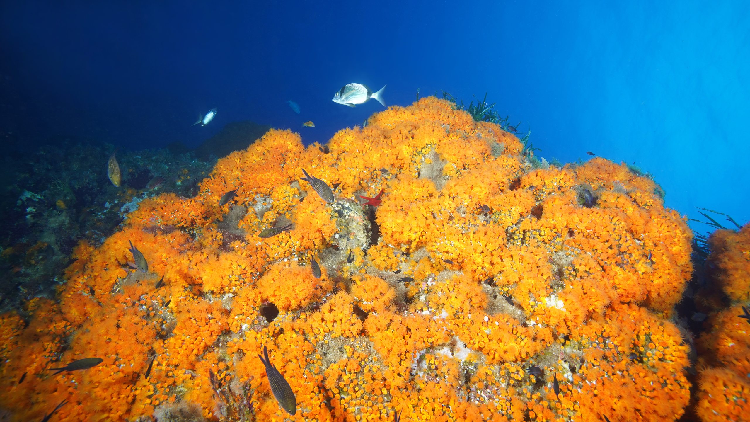 Scoglio Spandillo