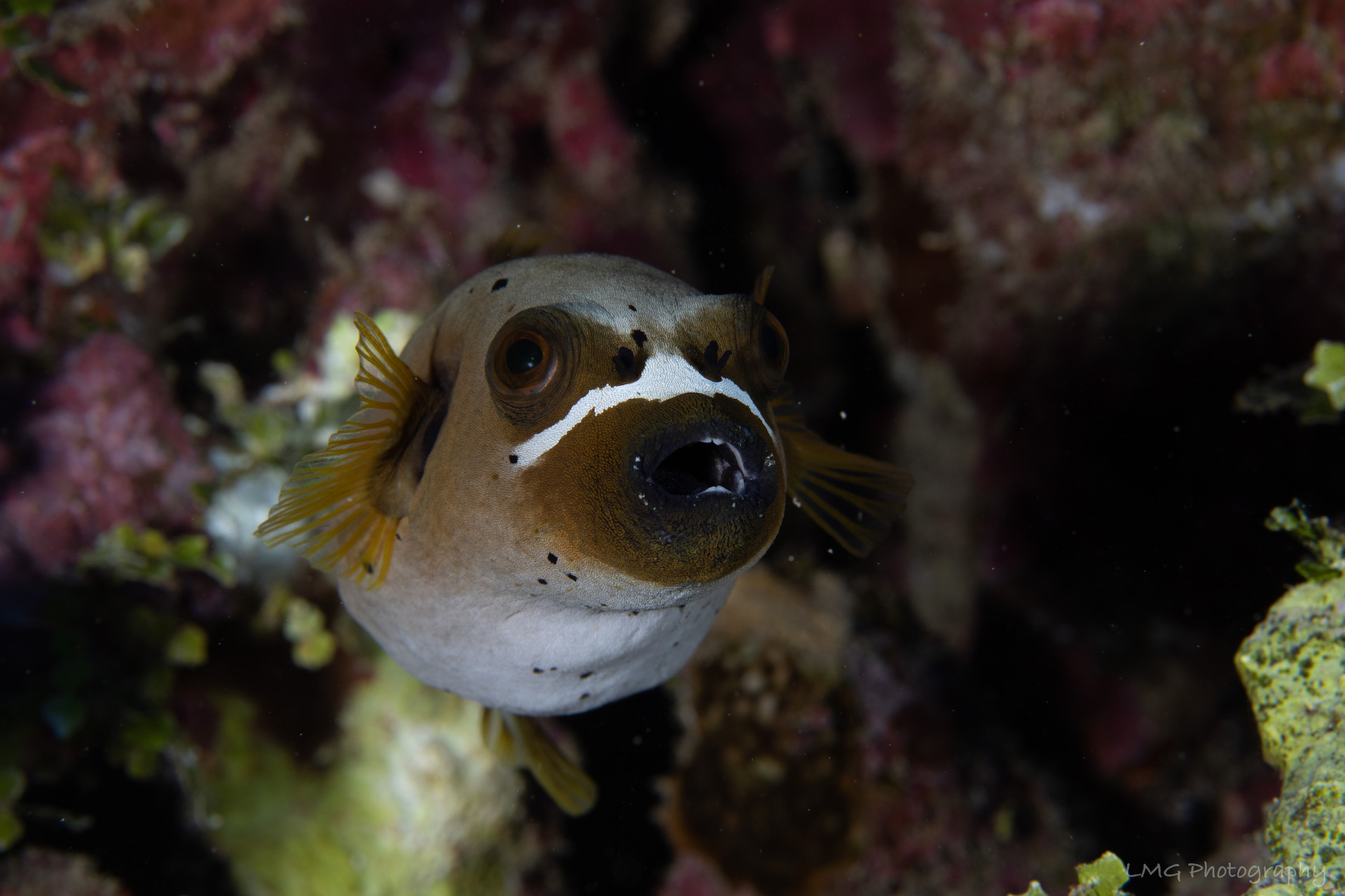Hap's Reef photo 11