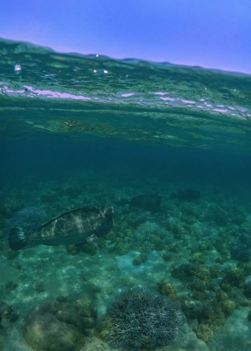 Turtle Beach photo 5