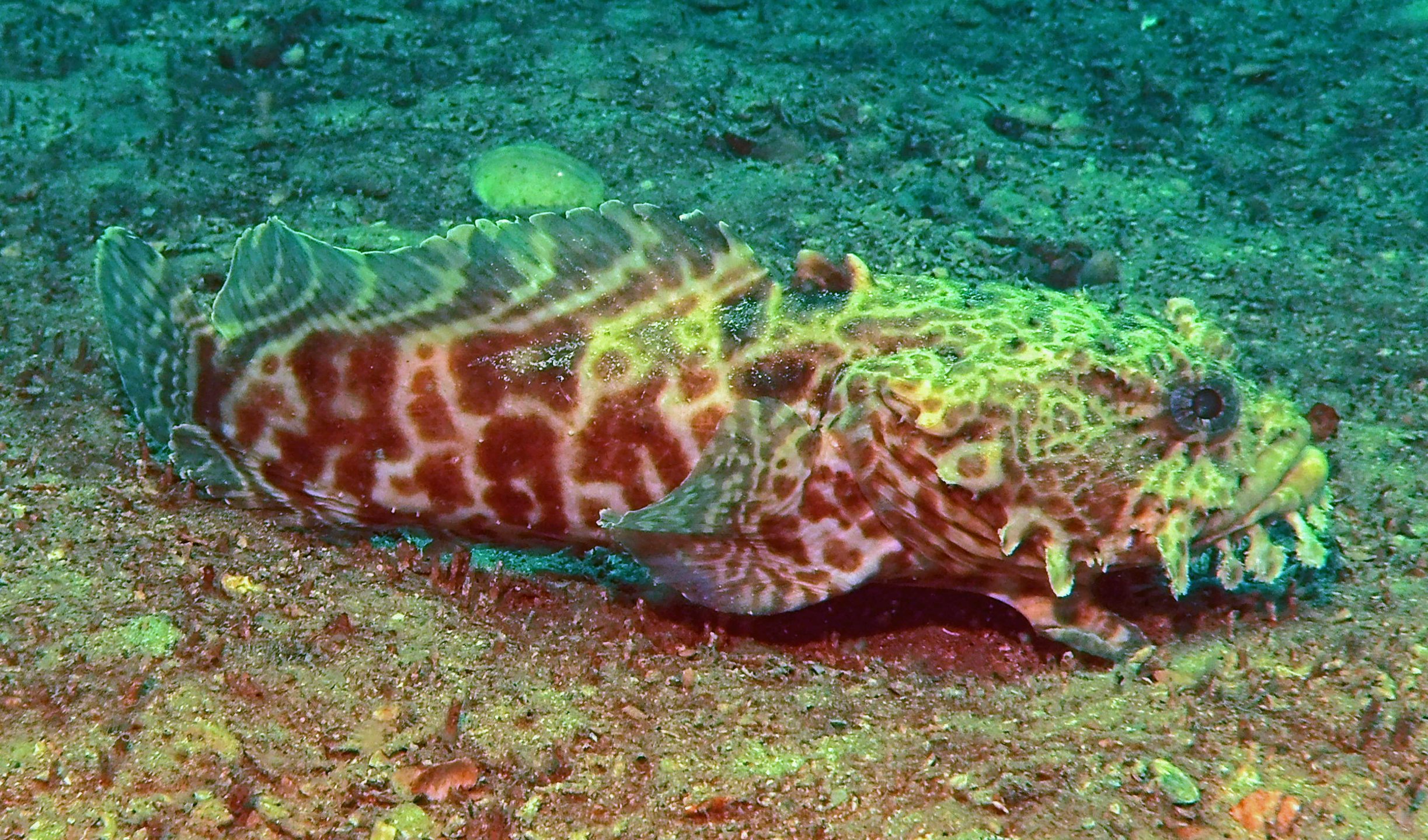 First Reef