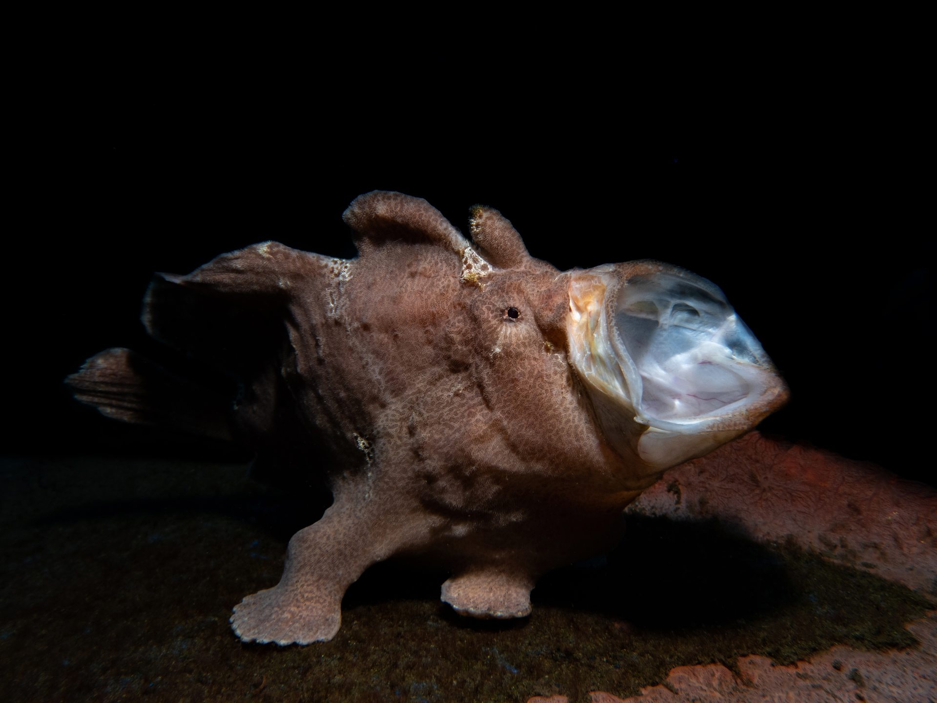 Pura Vida House Reef photo 5